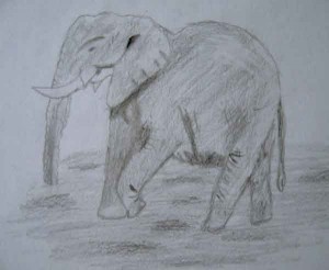 sm-elephant-drawing