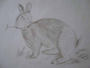 sm-rabbit-drawing